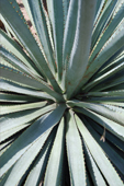 Agave