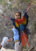 Scarlett Macaw