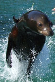 Sea Lion