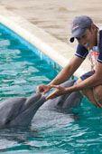 Dolphin Trainer