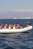 Whale Watching in Apex Boat