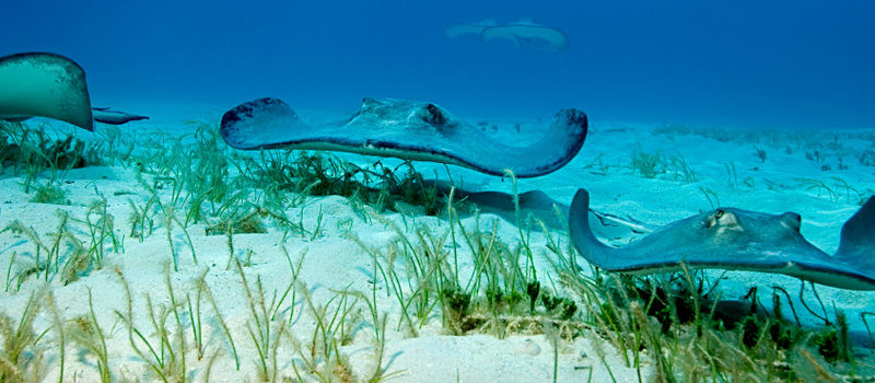 SNORKEL  LAS CALETAS